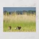 Suche nach hintern postkarten Schwanz