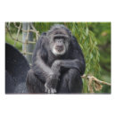 Suche nach monkies Primat