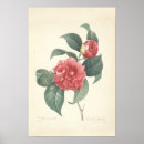 Suche nach camelia poster Vintag