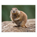 Suche nach murmeltiere poster Waldmurmeltier