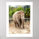 Suche nach asiatischer elefant poster Säugetier