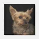 Suche nach yorkie hund magnete Tier
