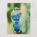 Suche nach feder foto postkarten Vogelvogel