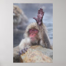 Suche nach niedlicher affe poster Tierwelt