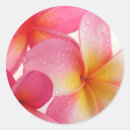 Suche nach frangipani aufkleber Tropisch