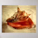 Suche nach sandiger strand poster Muschel