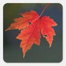 Suche nach herbst blätter aufkleber Blattwerk