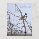 Suche nach eisvogel postkarten Vögel