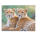 Suche nach gepard notizblock Safari