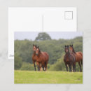 Suche nach ponys postkarten Bob langrish