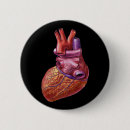 Suche nach menschliches herz buttons Anatomisch