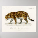 Suche nach jaguar poster Tier