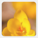 Suche nach krokus aufkleber Blume