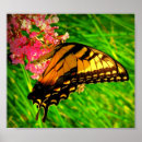 Suche nach lebenszyklus poster Schmetterling