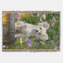 Suche nach chihuahua decken Hund