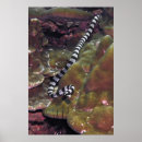 Suche nach seeschwalbe poster Natur