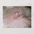 Suche nach zuckerpflaume poster Rosa