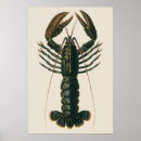 Suche nach vintage hummer poster Meeresfrüchte