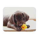Suche nach schokolade labrador magnete Haustier