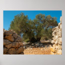 Suche nach olivenhain poster Natur