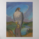 Suche nach falco poster Wanderfalke