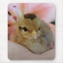 Suche nach niedliche hühner mousepads Küken