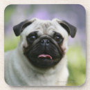 Suche nach alarm untersetzer Carlin