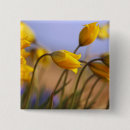 Suche nach narzissen buttons Blume