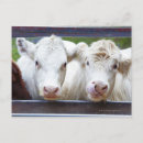 Suche nach tierkopf postkarten Zusammengehörigkeit
