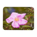 Suche nach schreiner magnete Für sie