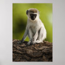 Suche nach reserve poster Savanne