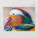 Suche nach mandarinenente poster postkarten Vogelvogel