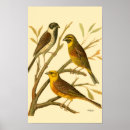 Suche nach drei poster Vogel