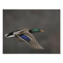 Suche nach enten flug poster Fotografie