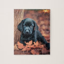Suche nach labrador retriever welpe puzzle Niedlich