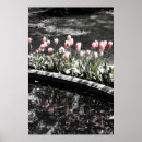 Suche nach tulpe poster Fotografie