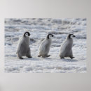Suche nach baby pinguin poster Kaiserpinguin