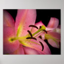 Suche nach rosa perfektion Lilie