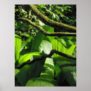Suche nach tropischer regenwald poster Dschungel