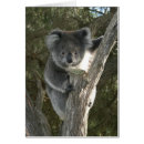 Suche nach koalabären postkarten Australien