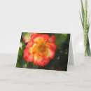 Suche nach rosenknospen karten Fotografie