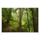Suche nach rainforest poster Bäume