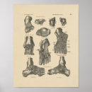 Suche nach gelenke poster Anatomie