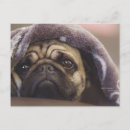 Suche nach mops postkarten Hund