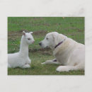 Suche nach anatolisch poster Hirte