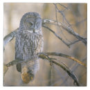 Suche nach eule fliesen Wald