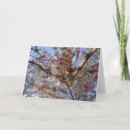 Suche nach cherry blossom karten Baum