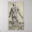 Suche nach vesalius poster Skelett