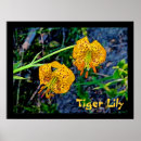 Suche nach tiger lily poster Lilie