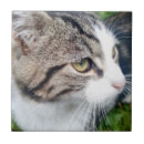 Suche nach katzenbilder Niedlich